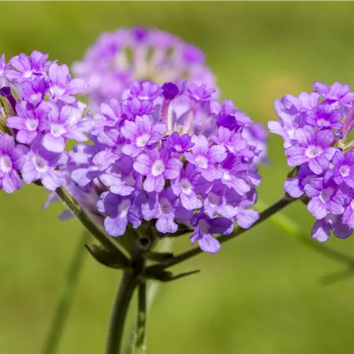 Verbena rigida