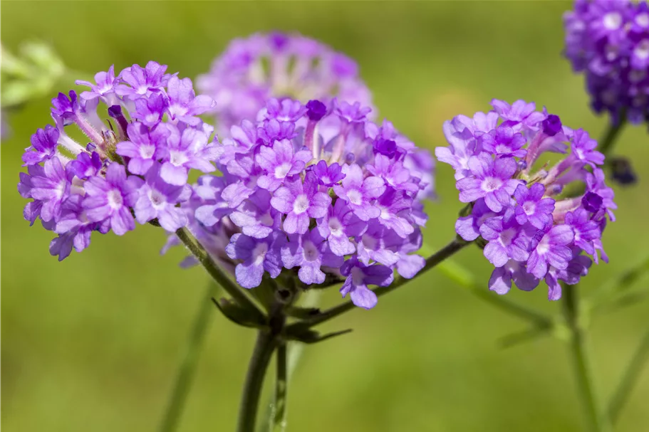 Verbena rigida