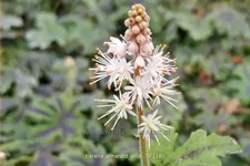 Tiarella 'Emerald Ellie'