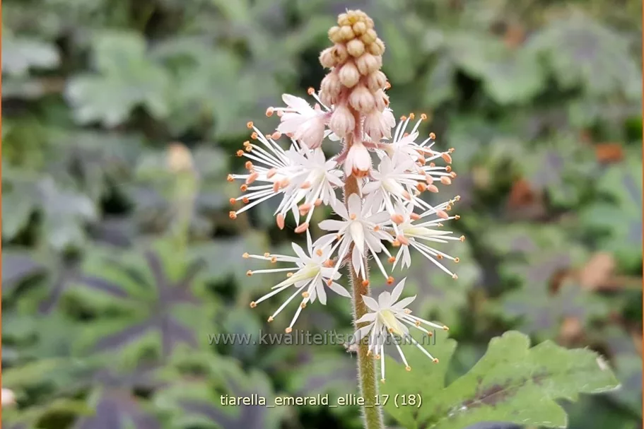 Tiarella 'Emerald Ellie'
