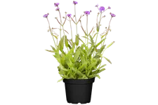 Verbena rigida
