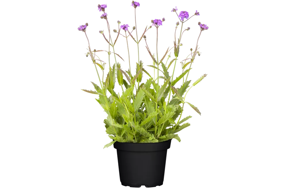Verbena rigida