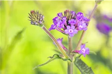 Verbena rigida
