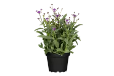 Verbena rigida