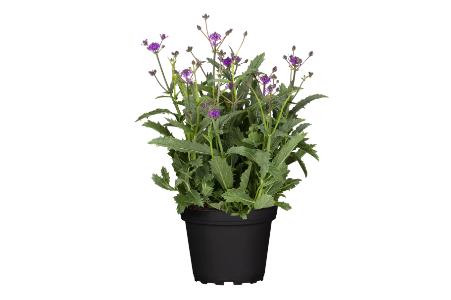 Verbena rigida