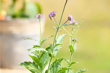 Verbena rigida