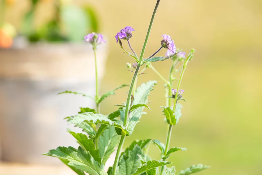Verbena rigida