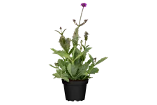 Verbena rigida
