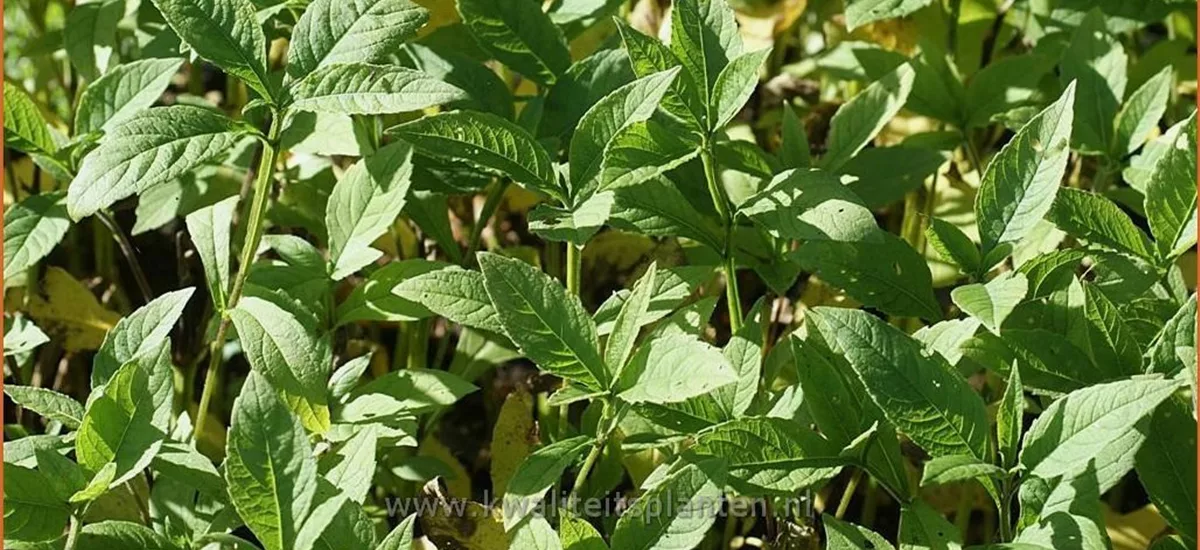 Verbesina alternifolia