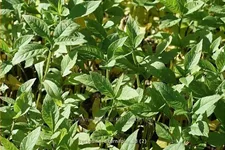 Verbesina alternifolia Staude im 9x9 cm Vierecktopf