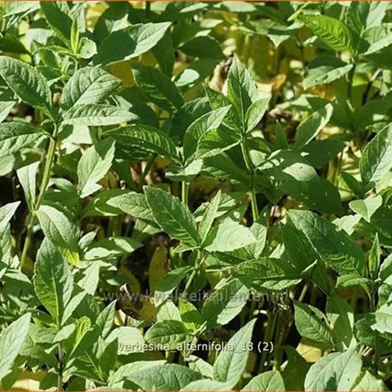 Verbesina alternifolia