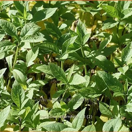 Verbesina alternifolia