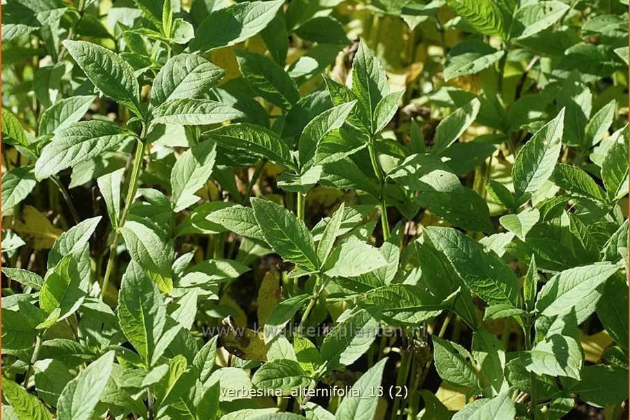 Verbesina alternifolia Staude im 9x9 cm Vierecktopf