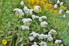 Thalictrum delavayi 'Album'