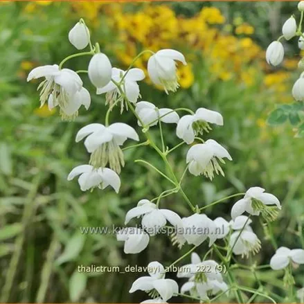 Thalictrum delavayi 'Album'