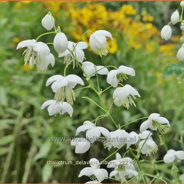 Thalictrum delavayi 'Album'