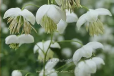 Thalictrum delavayi 'Album'