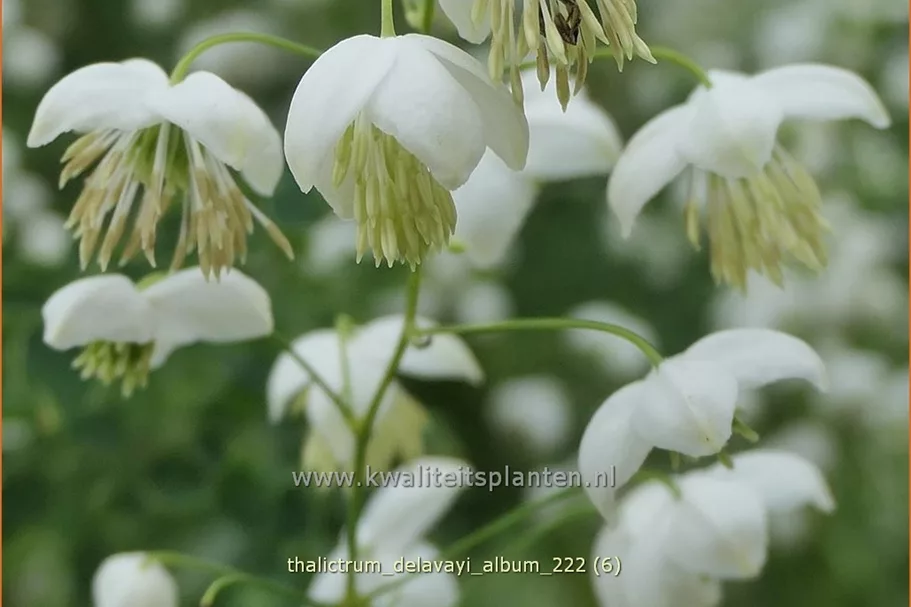 Thalictrum delavayi 'Album'