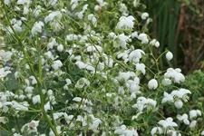 Thalictrum delavayi 'Album'