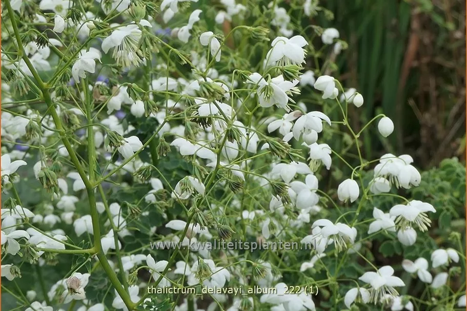 Thalictrum delavayi 'Album'