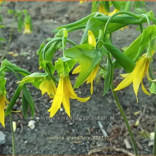 Uvularia grandiflora