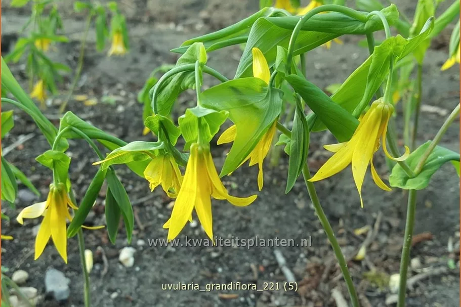 Uvularia grandiflora