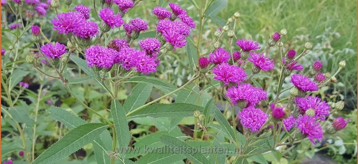 Vernonia crinita 'Mammuth'