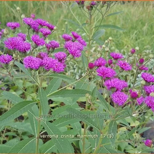 Vernonia crinita 'Mammuth'