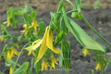 Uvularia grandiflora