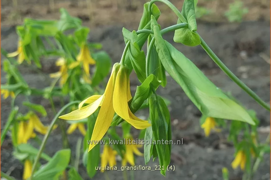 Uvularia grandiflora