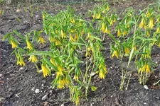 Uvularia grandiflora