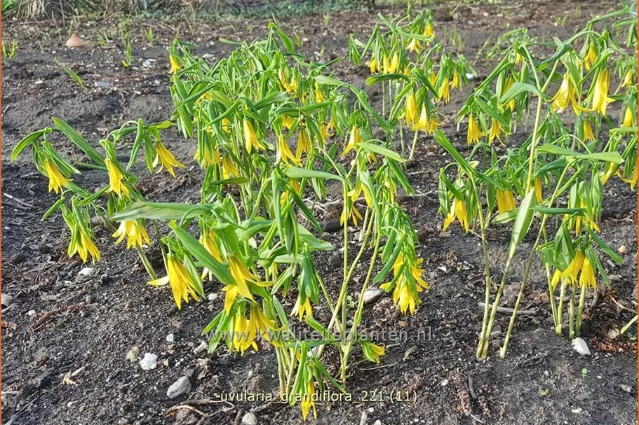 Uvularia grandiflora