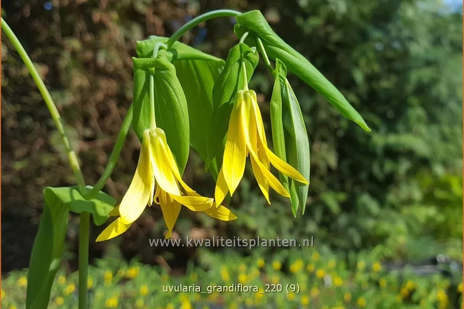 Uvularia grandiflora