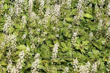 Tiarella 'Iron Butterfly'