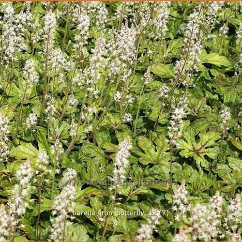 Tiarella 'Iron Butterfly'