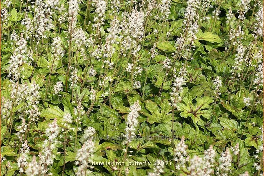 Tiarella 'Iron Butterfly'