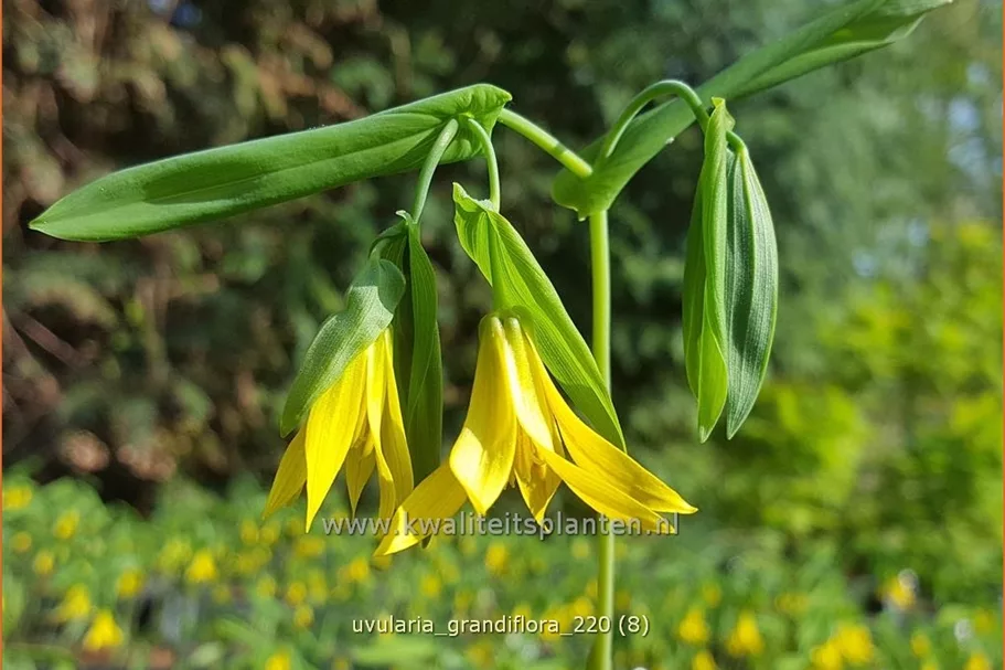 Uvularia grandiflora