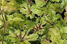 Tiarella 'Iron Butterfly'