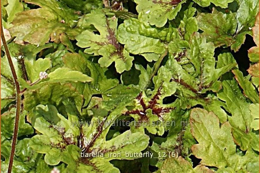Tiarella 'Iron Butterfly'