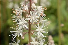Tiarella 'Iron Butterfly'