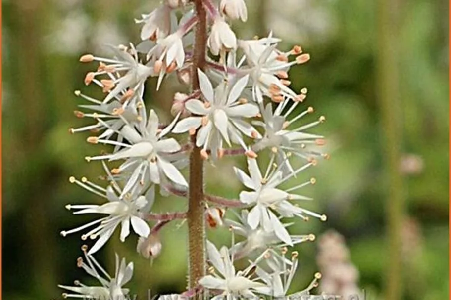 Tiarella 'Iron Butterfly'