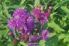 Vernonia gigantea