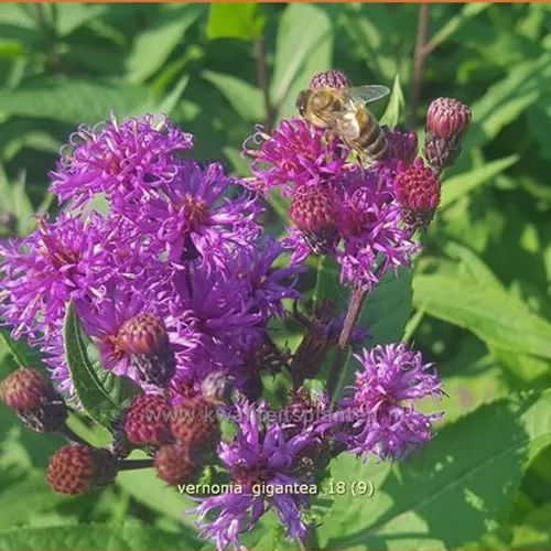 Vernonia gigantea