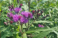 Vernonia gigantea