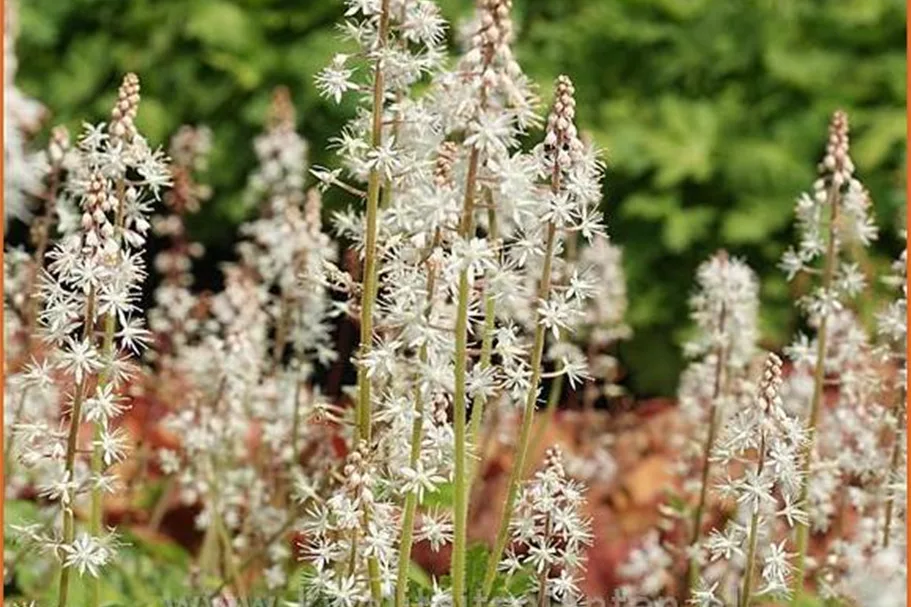 Tiarella 'Iron Butterfly'