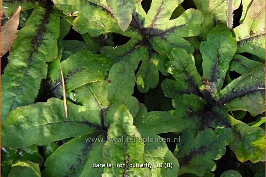 Tiarella 'Iron Butterfly'