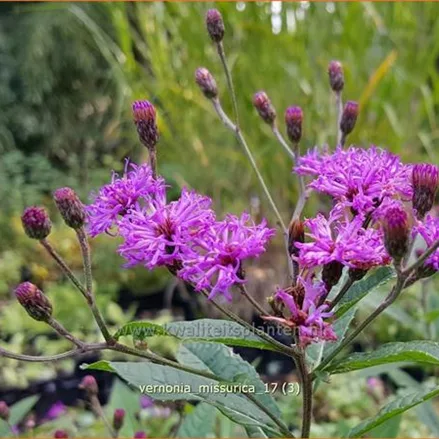Vernonia missurica (pot 11 cm)