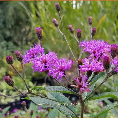 Vernonia missurica (pot 11 cm)