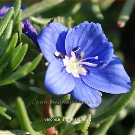 Veronica armena