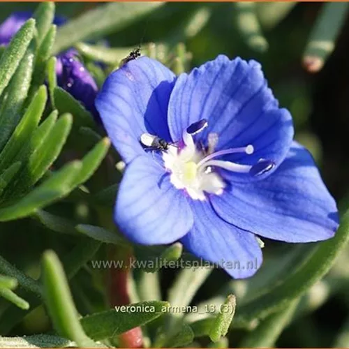 Veronica armena